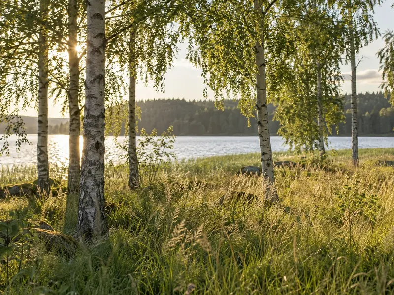Birken und Wald im Abendlicht